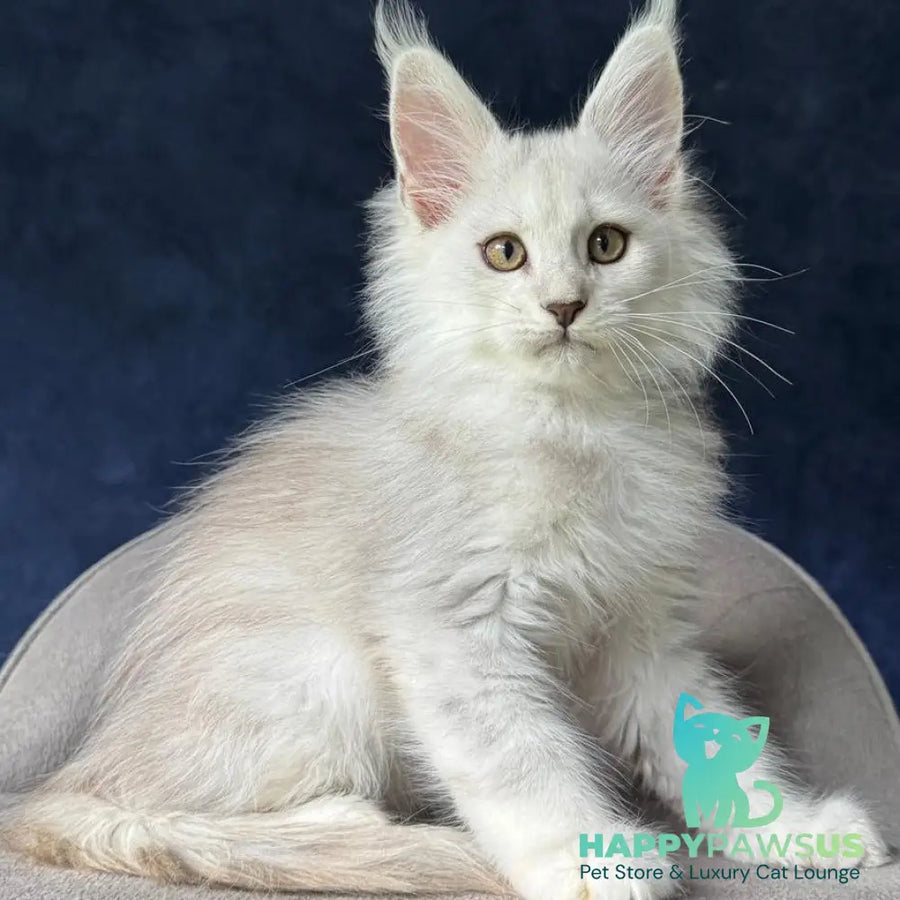 Yin Maine Coon male black silver shaded - live animals