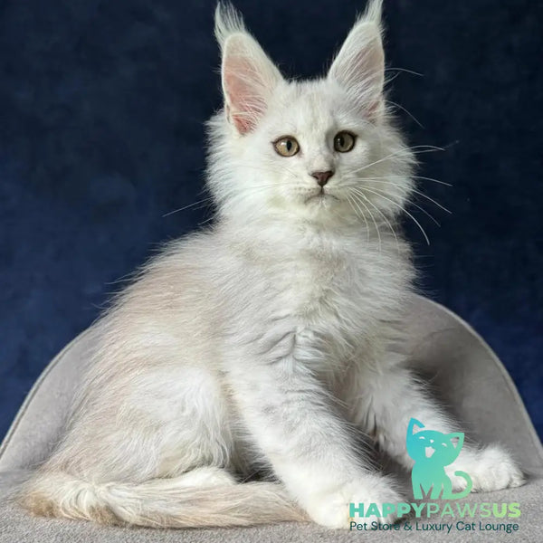 Yin Maine Coon male black silver shaded - live animals