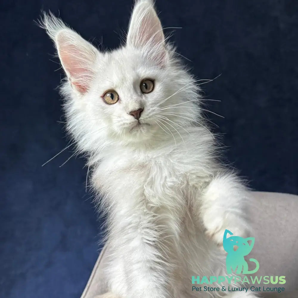 Yin Maine Coon male black silver shaded - live animals