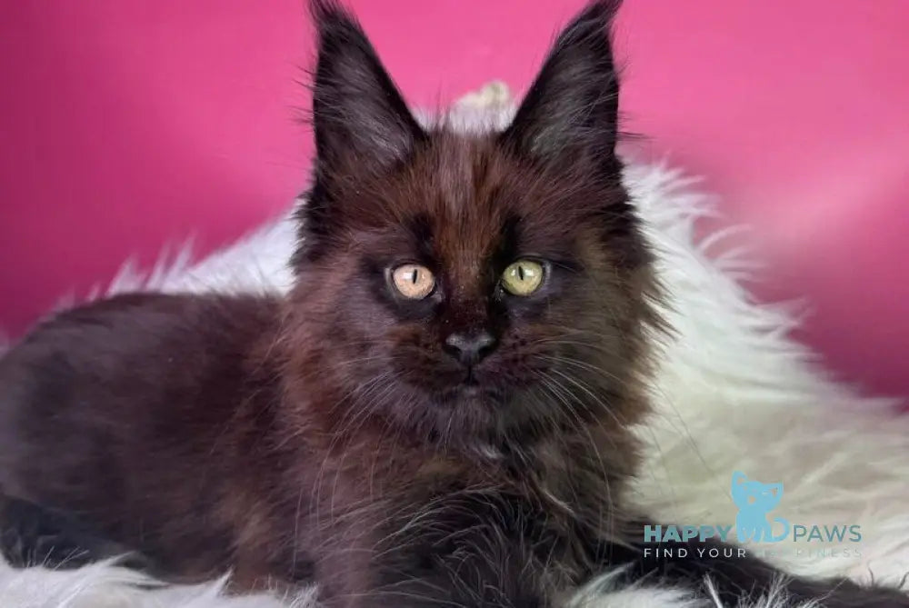 Ykki Maine Coon male black - live animals