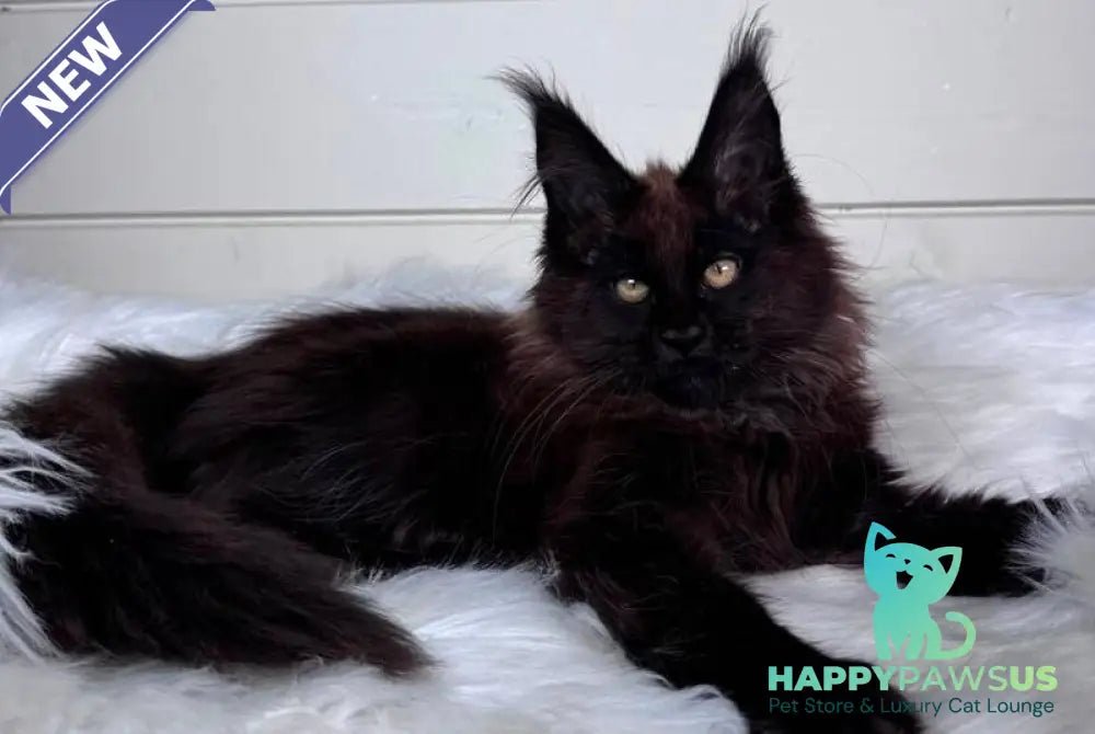 Ykki Maine Coon male black - live animals