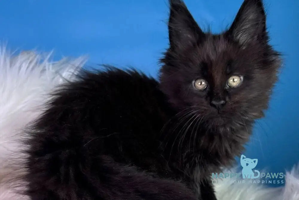 Ykki Maine Coon male black - live animals