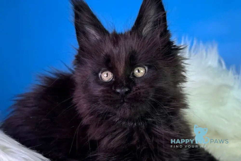 Ykki Maine Coon male black - live animals