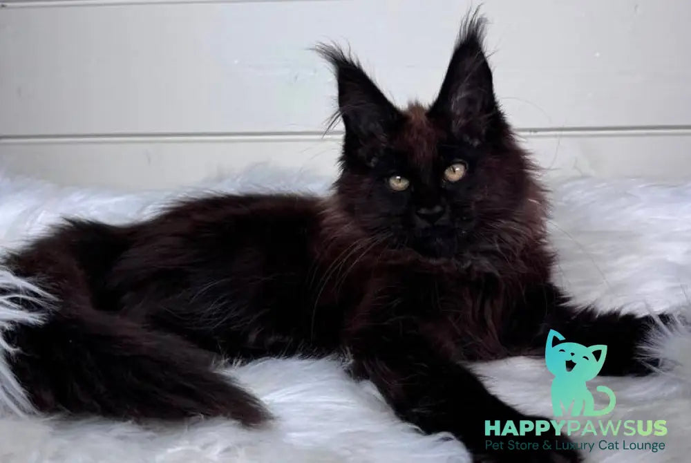 Ykki Maine Coon male black - live animals
