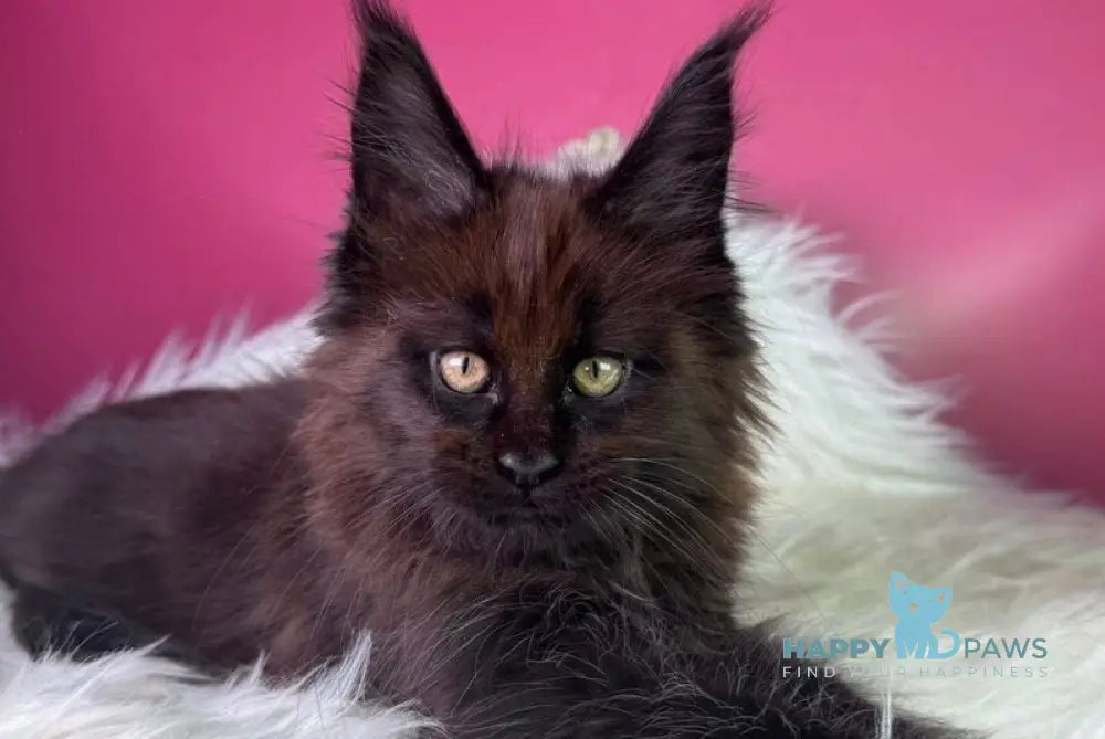 Ykki Maine Coon male black - live animals