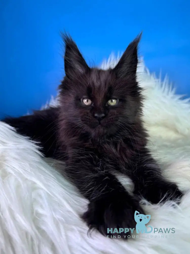 Ykki Maine Coon male black - live animals