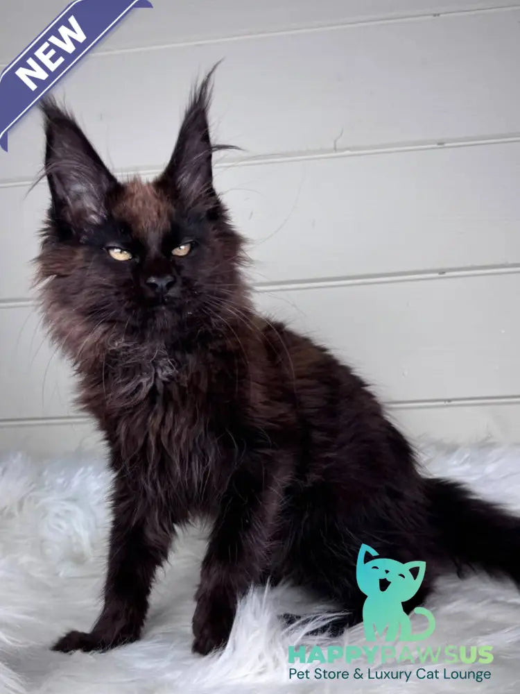 Ykki Maine Coon male black - live animals