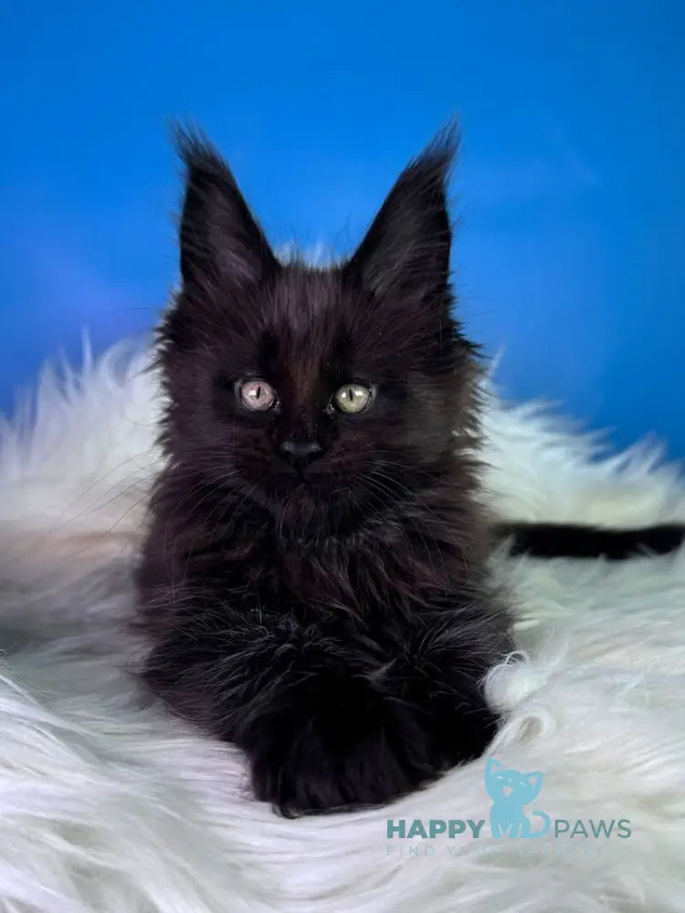 Ykki Maine Coon male black - live animals