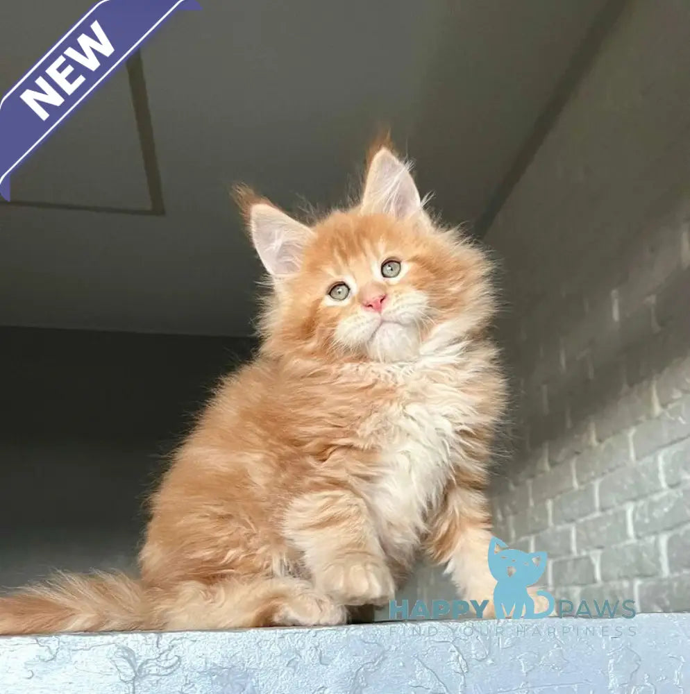 Ylan Maine Coon male red tabby - live animals