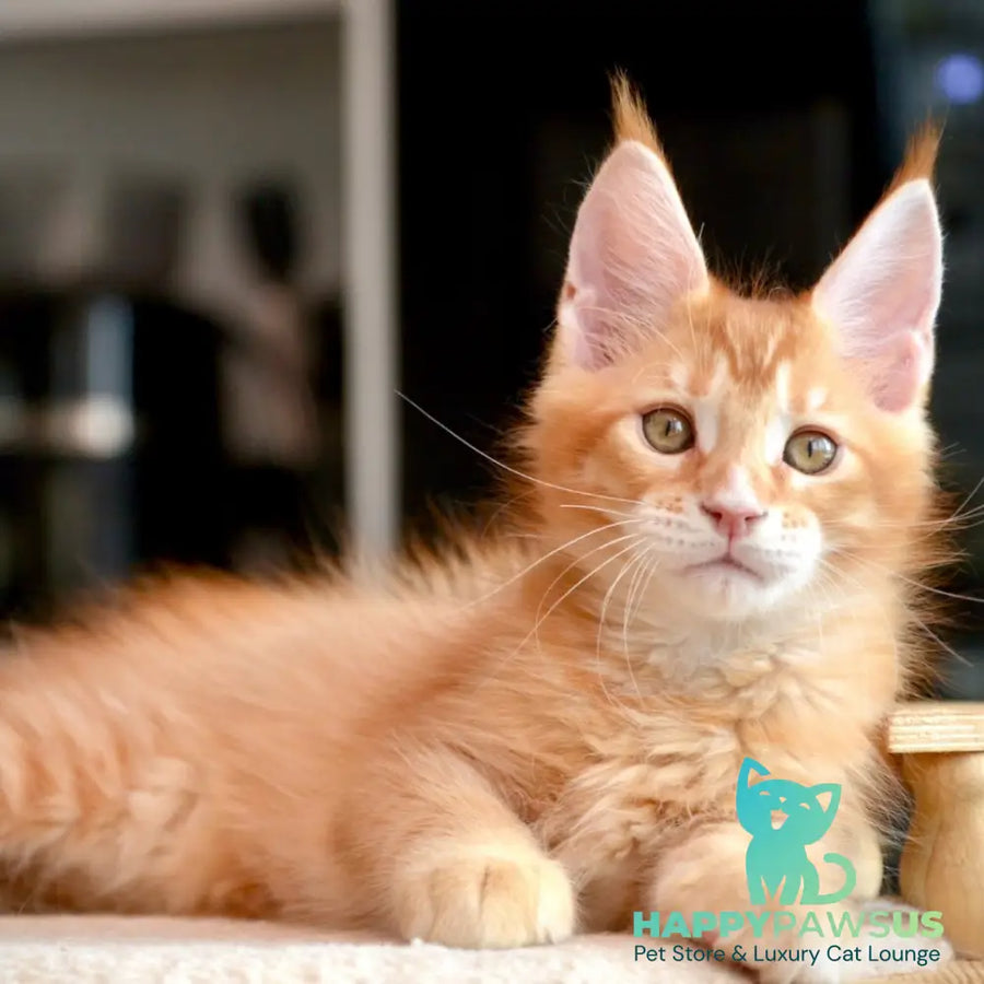 Ylariel Maine Coon male red ticked tabby - live animals