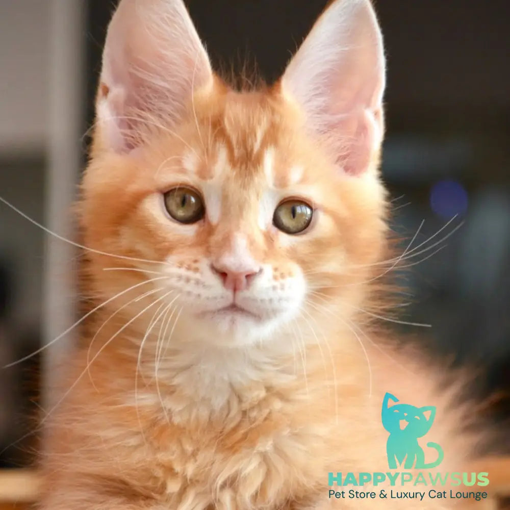 Ylariel Maine Coon male red ticked tabby - live animals