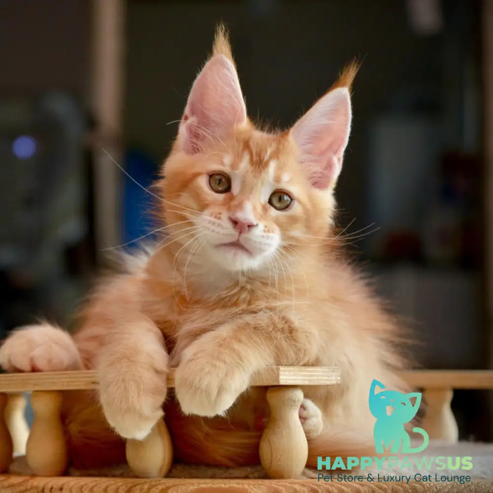 Ylariel Maine Coon male red ticked tabby - live animals