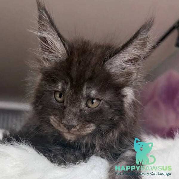 Ymir Maine Coon male black silver - live animals