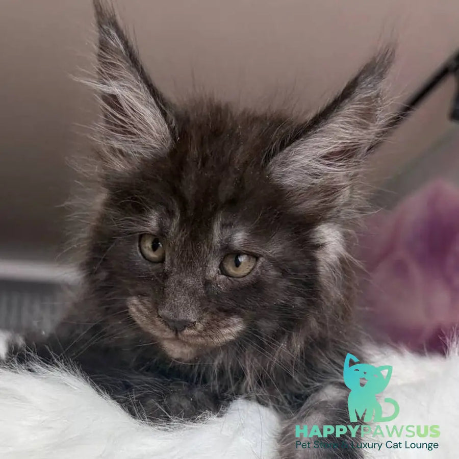 Ymir Maine Coon male black silver - live animals