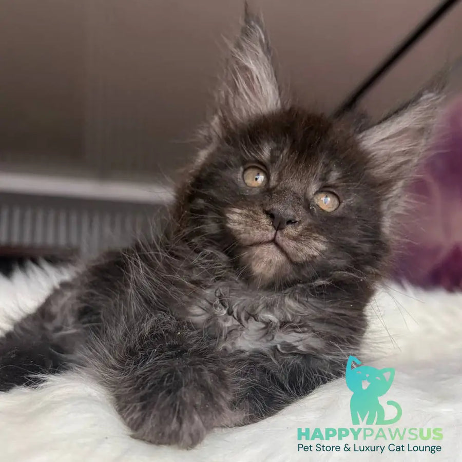 Ymir Maine Coon male black silver - live animals