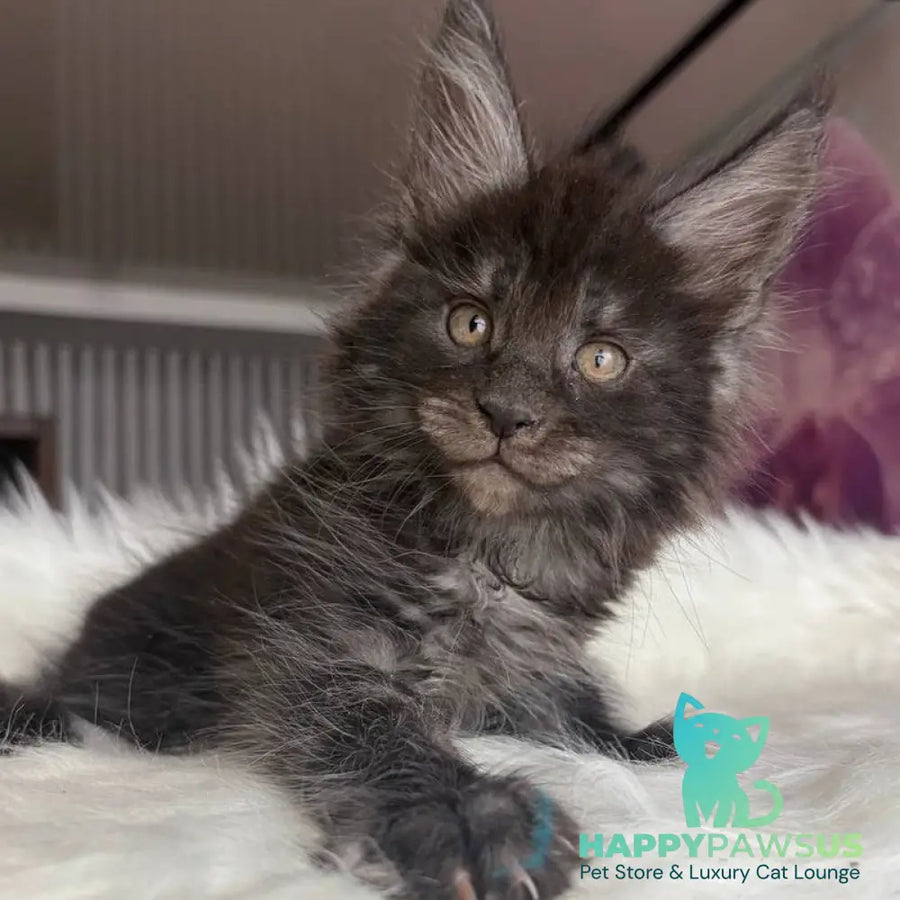 Ymir Maine Coon male black silver - live animals
