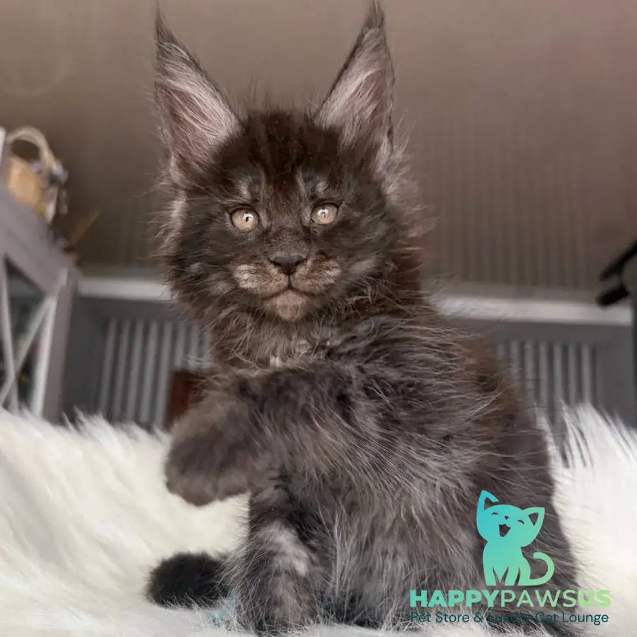 Ymir Maine Coon male black silver - live animals