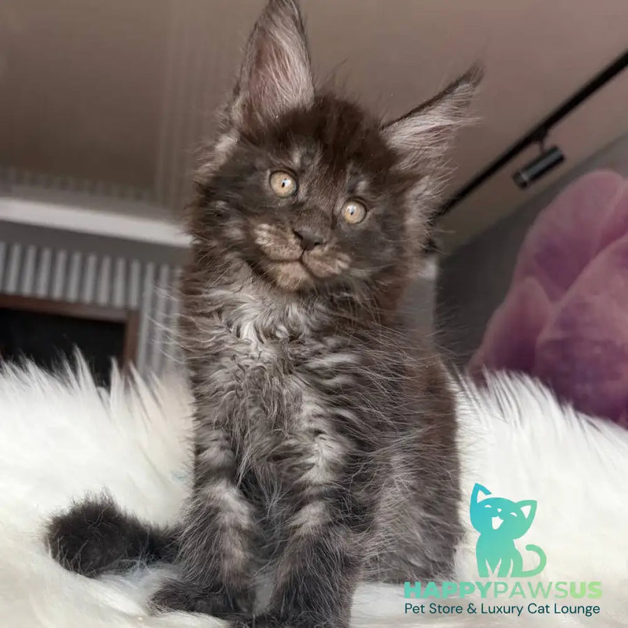 Ymir Maine Coon male black silver - live animals