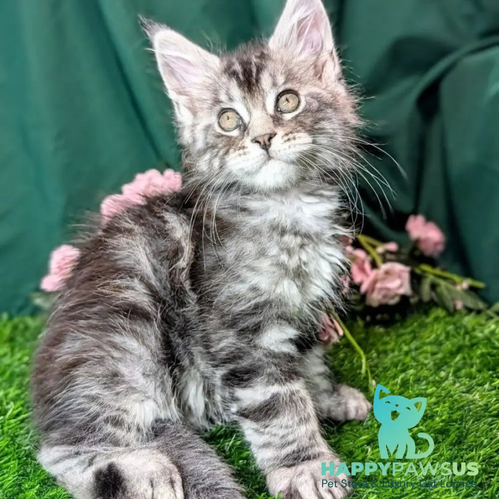 Ymir Maine Coon male black silver tabby - live animals