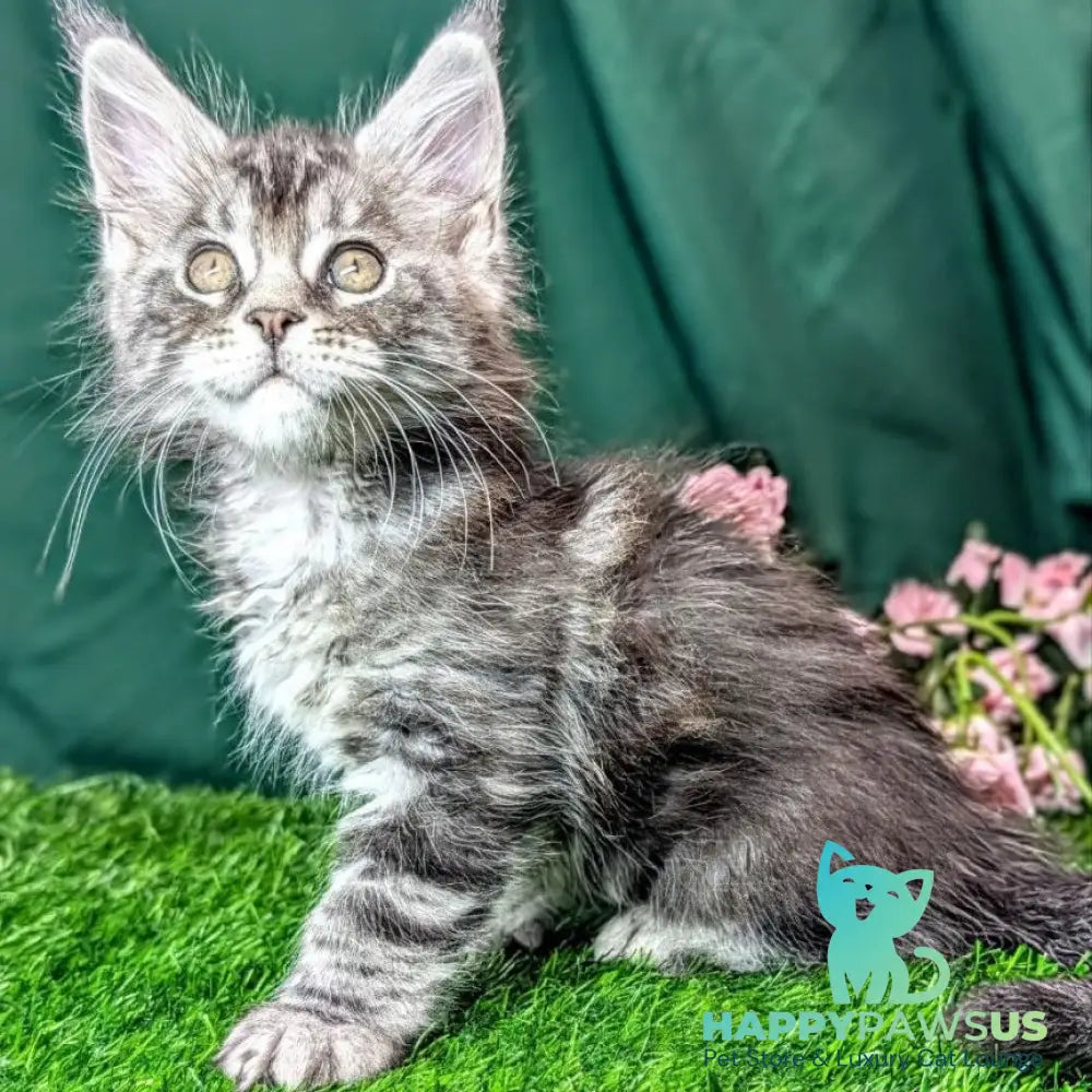 Ymir Maine Coon male black silver tabby - live animals