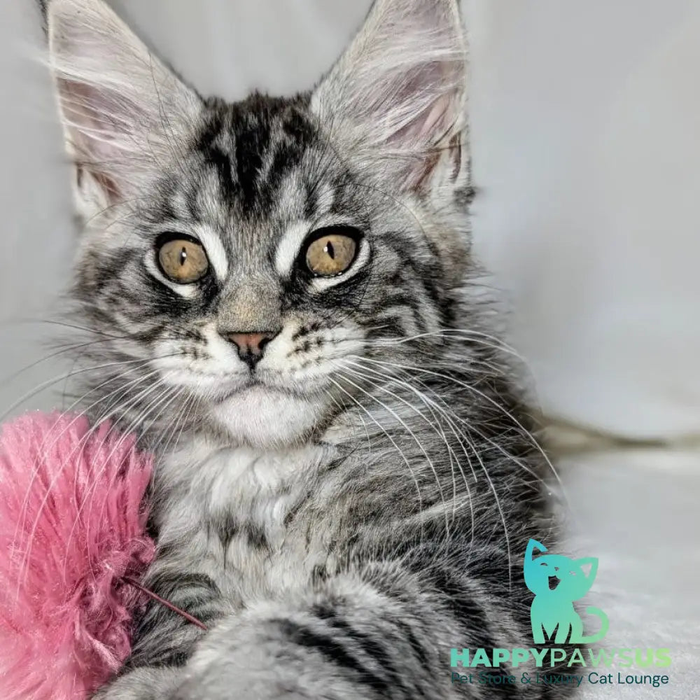 Ymir Maine Coon male black silver tabby - live animals