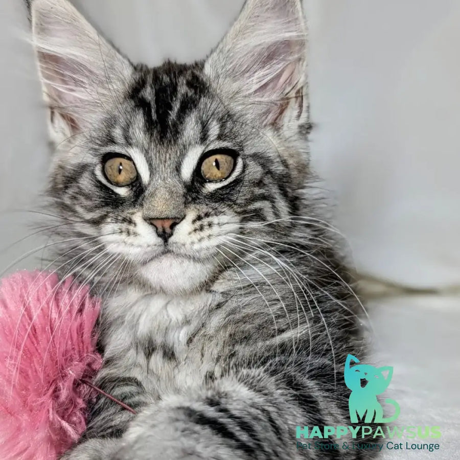 Ymir Maine Coon male black silver tabby - live animals