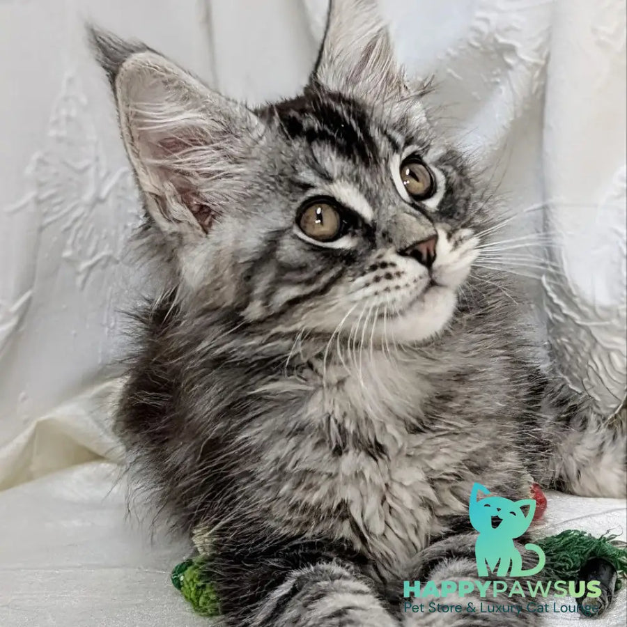 Ymir Maine Coon male black silver tabby - live animals