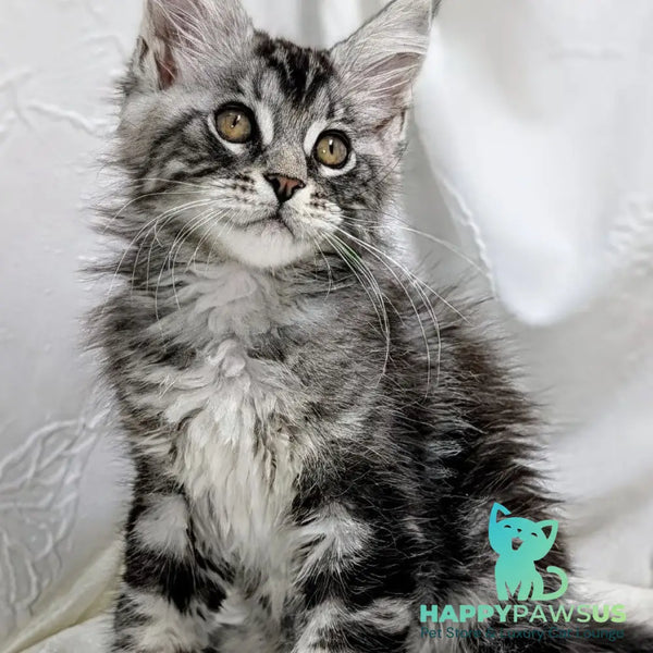 Ymir Maine Coon male black silver tabby - live animals
