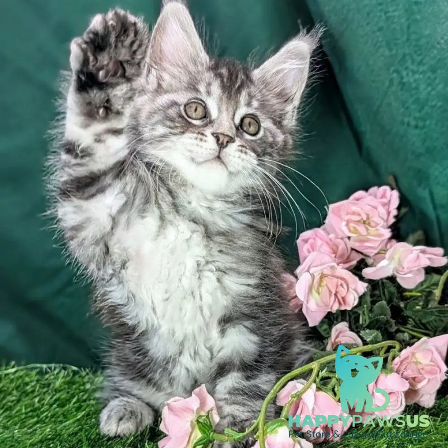 Ymir Maine Coon male black silver tabby - live animals