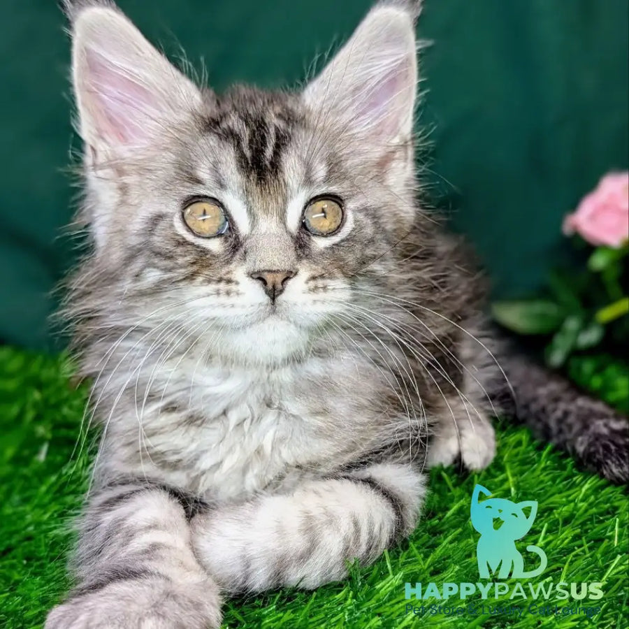 Ymir Maine Coon male black silver tabby - live animals