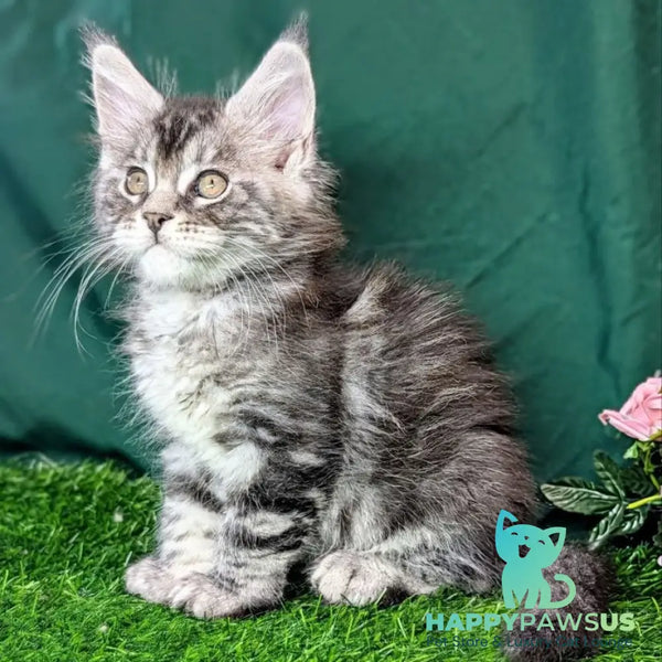 Ymir Maine Coon male black silver tabby - live animals