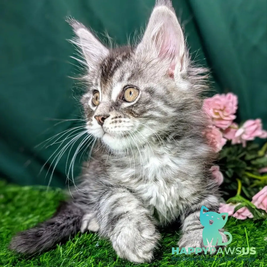 Ymir Maine Coon male black silver tabby - live animals