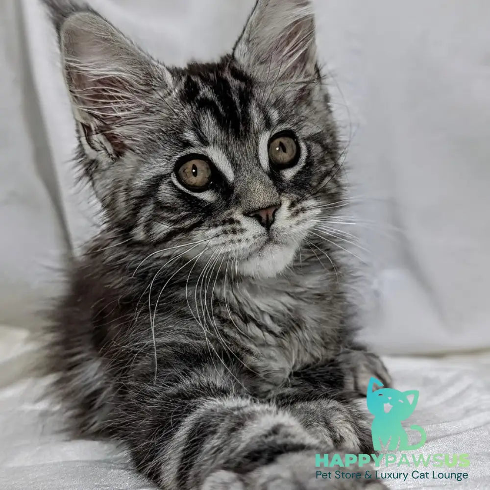 Ymir Maine Coon male black silver tabby - live animals