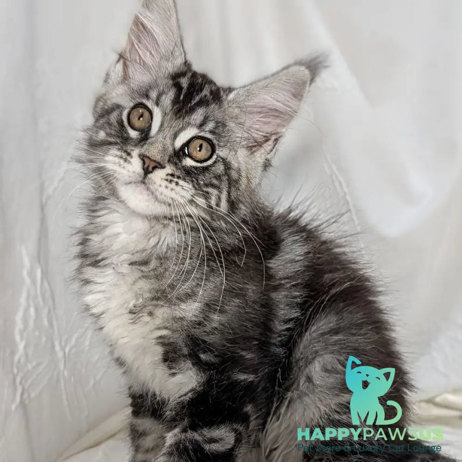Ymir Maine Coon male black silver tabby - live animals