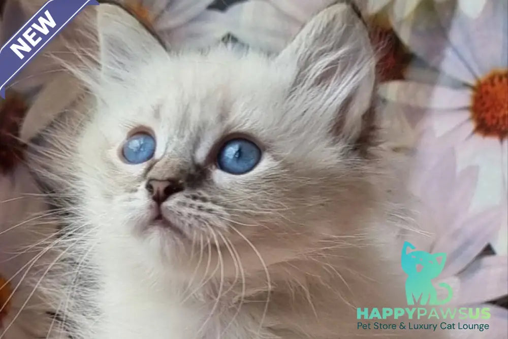 Yness Siberian female black tabby pointed - live animals