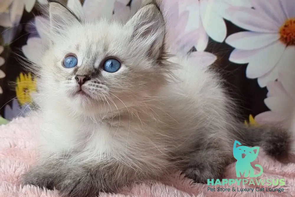 Yness Siberian female black tabby pointed - live animals