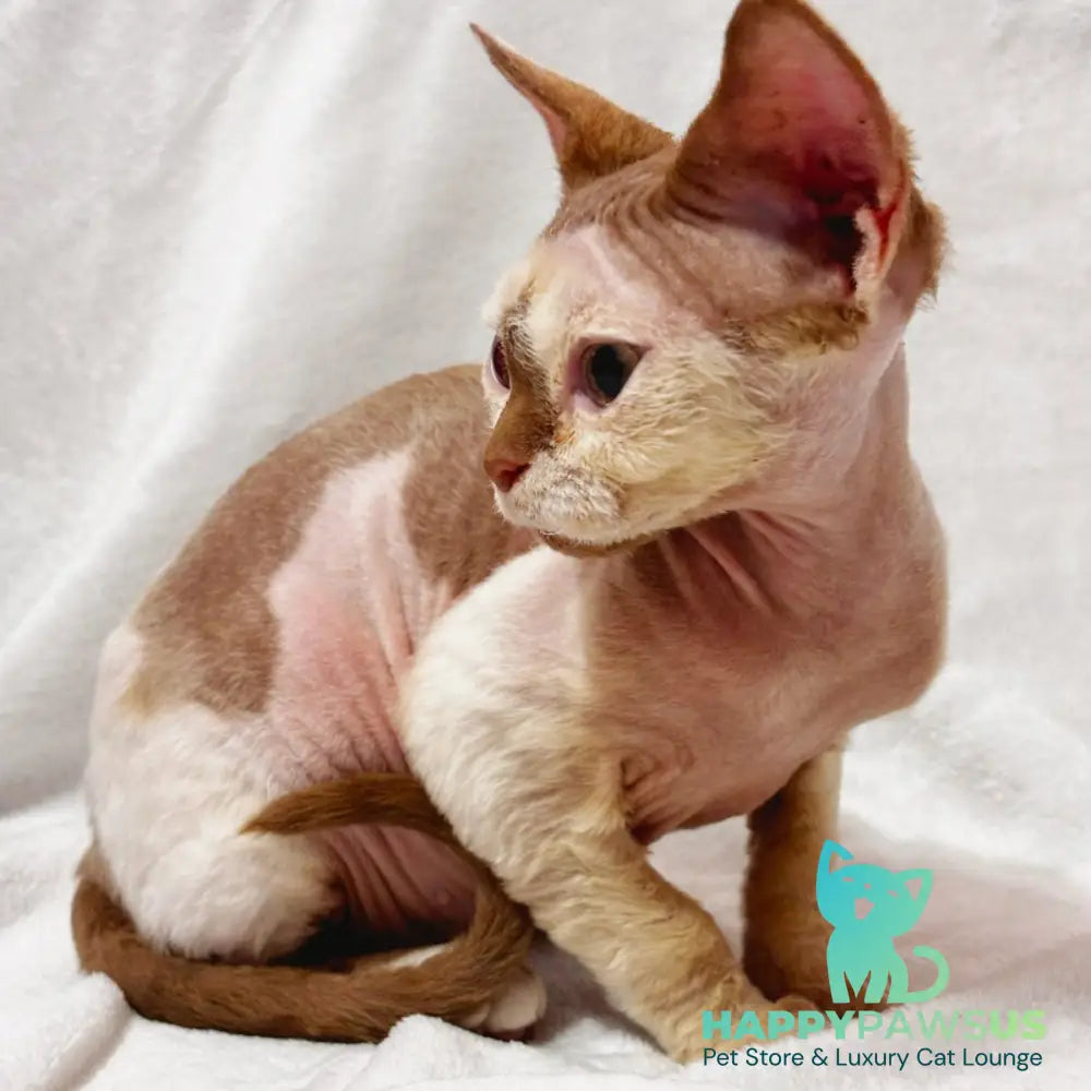 Yoda Devon Rex male cinnamon harlequin - live animals