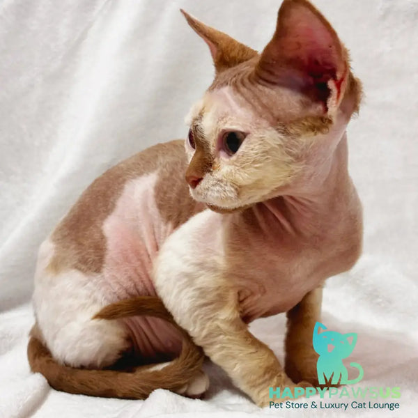 Yoda Devon Rex male cinnamon harlequin - live animals