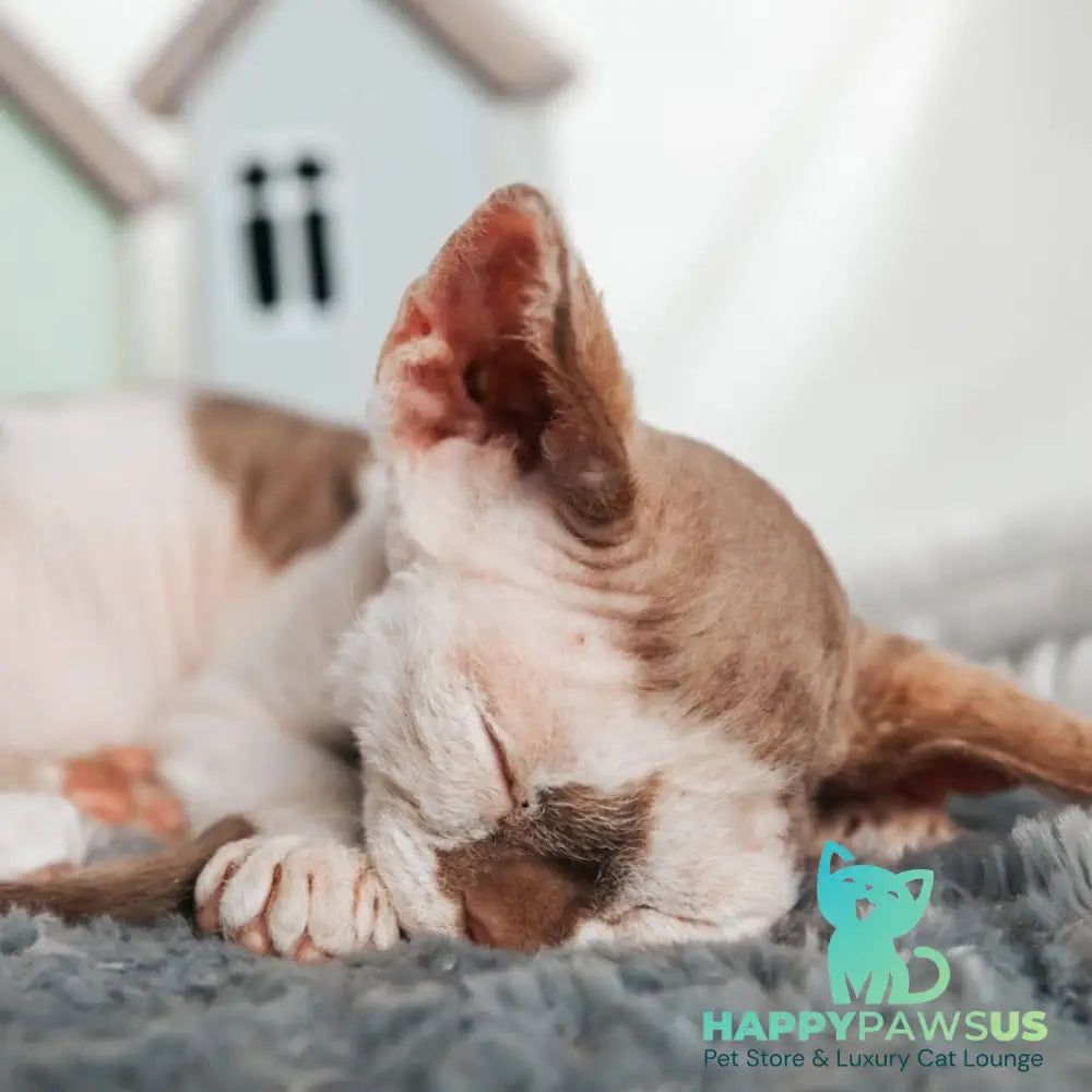 Yoda Devon Rex male cinnamon harlequin - live animals