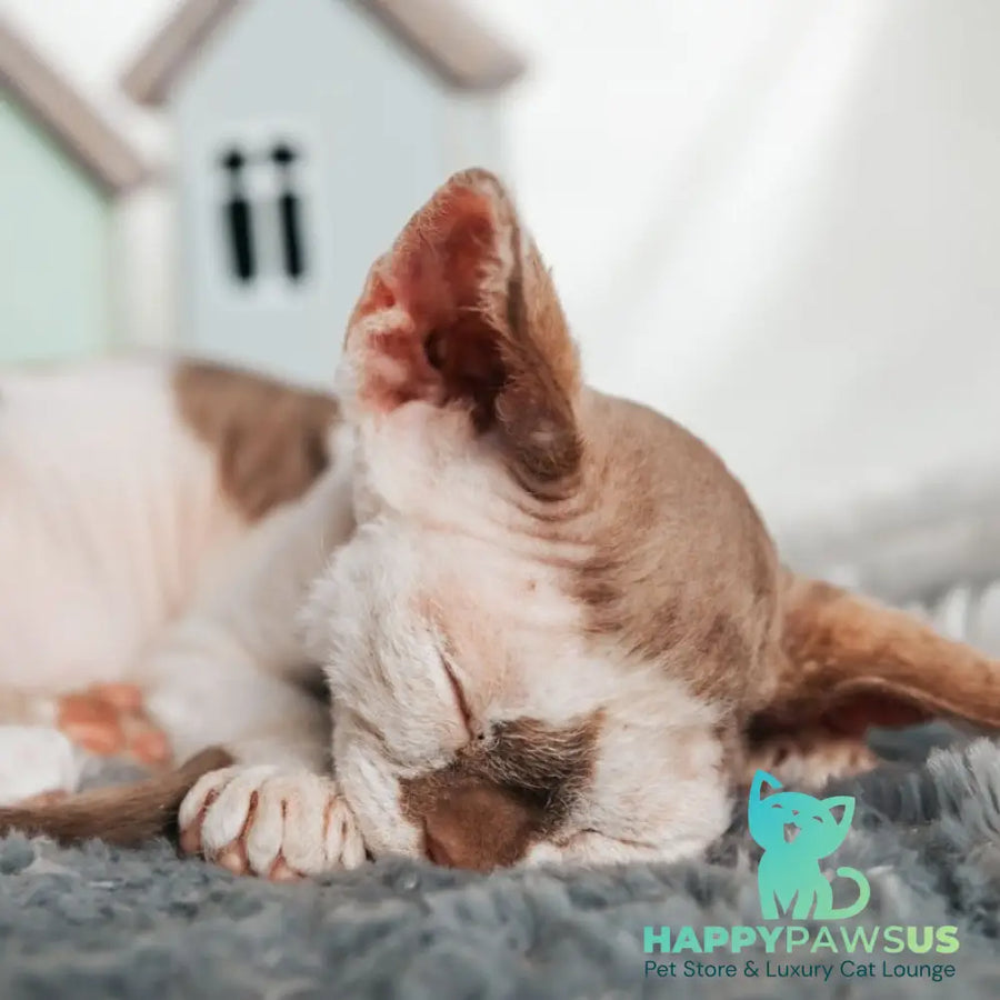 Yoda Devon Rex male cinnamon harlequin - live animals