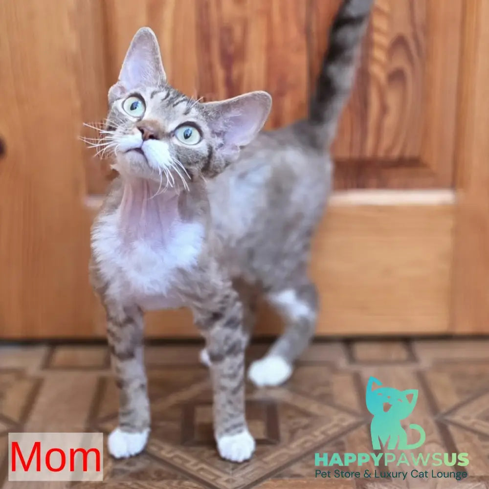 Yoda Devon Rex male cinnamon harlequin - live animals