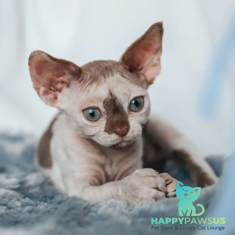 Yoda Devon Rex male cinnamon harlequin - live animals