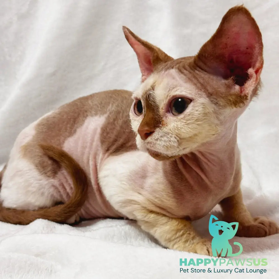 Yoda Devon Rex male cinnamon harlequin - live animals