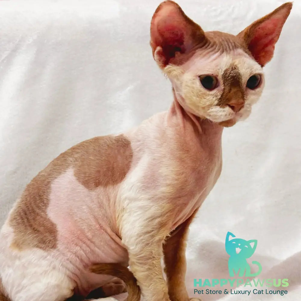 Yoda Devon Rex male cinnamon harlequin - live animals
