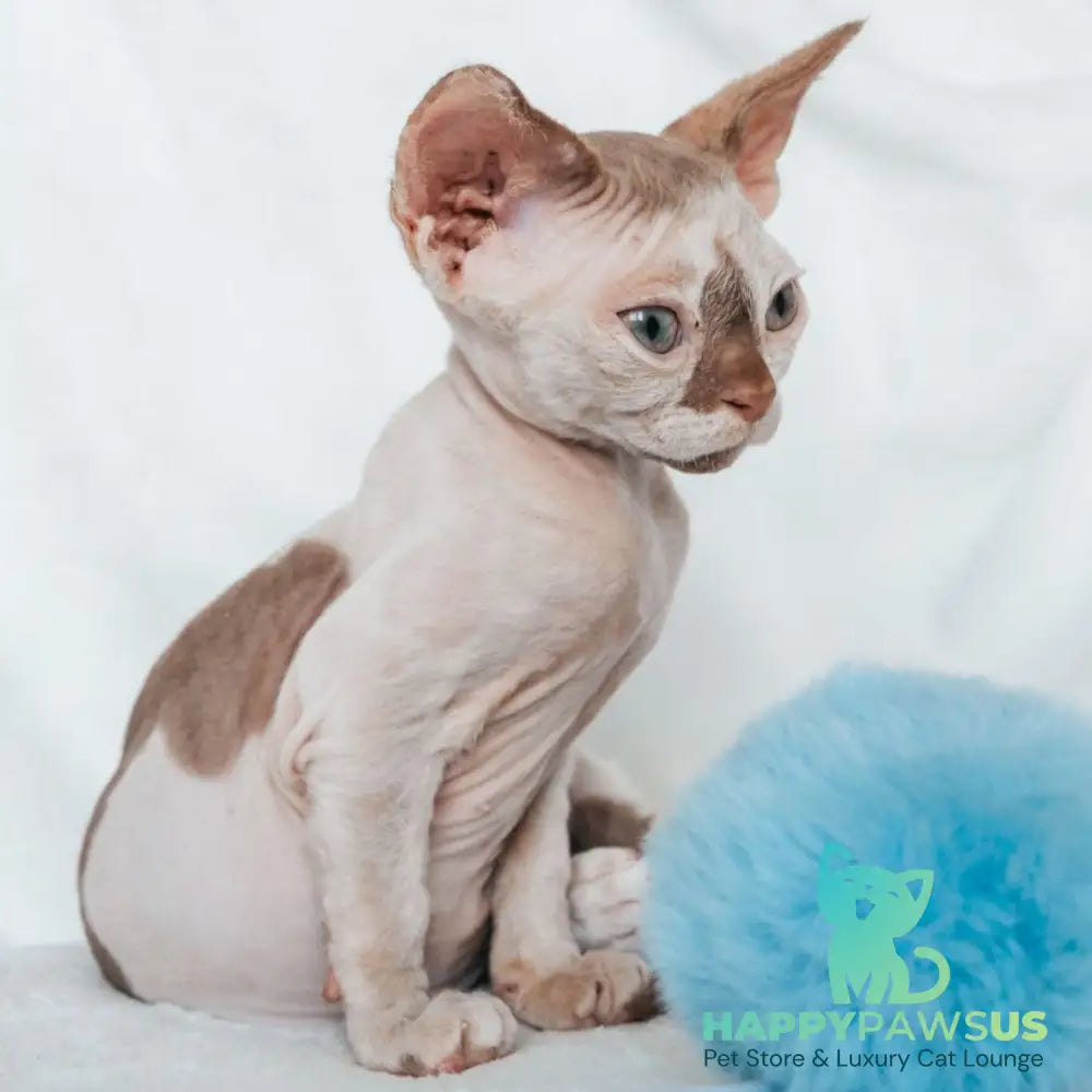 Yoda Devon Rex male cinnamon harlequin - live animals