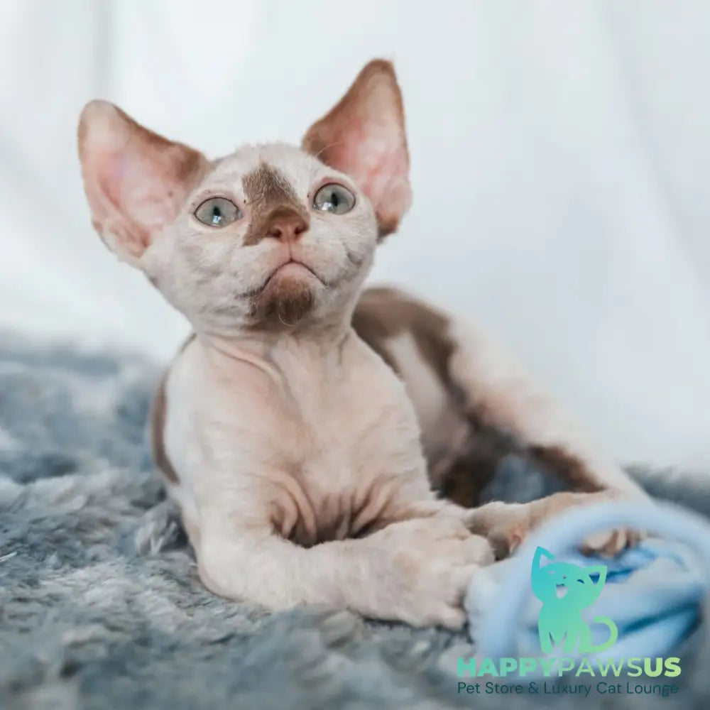 Yoda Devon Rex male cinnamon harlequin - live animals
