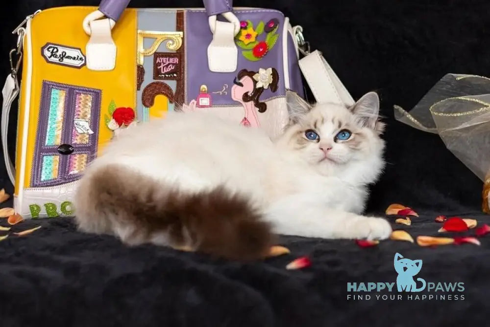 Yoga Ragdoll female blue tabby bicolour live animals