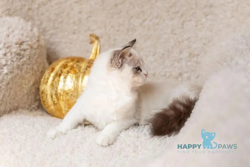 Yoga Ragdoll female blue tabby bicolour live animals