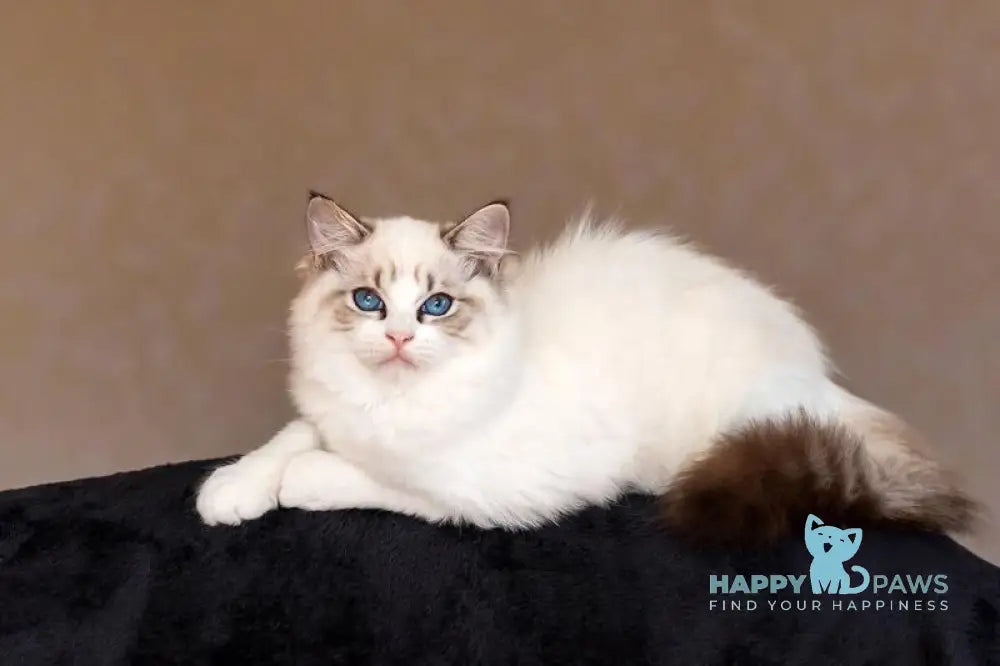 Yoga Ragdoll female blue tabby bicolour live animals