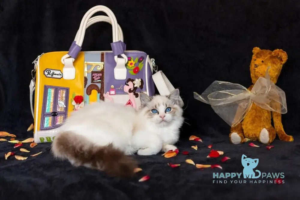 Yoga Ragdoll female blue tabby bicolour live animals